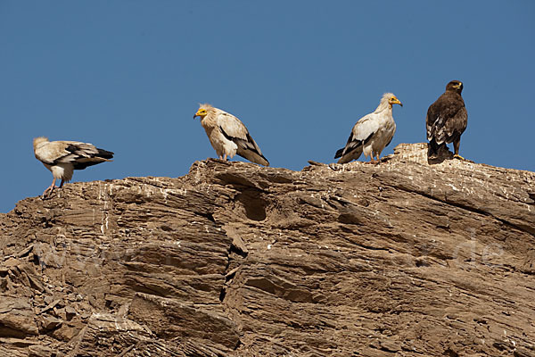 Steppenadler (Aquila nipalensis)