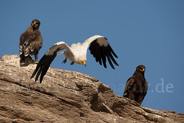 Steppenadler (Aquila nipalensis)