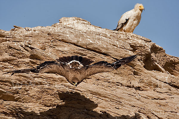 Steppenadler (Aquila nipalensis)