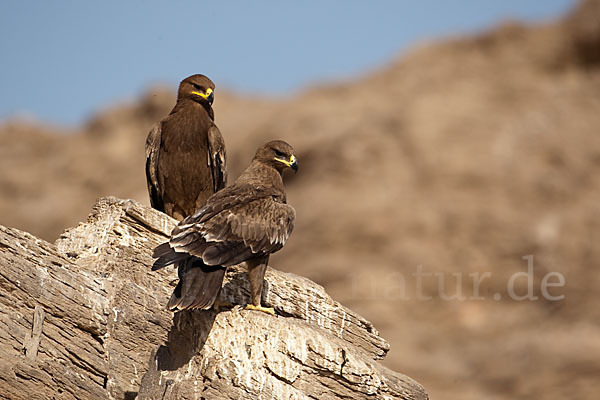 Steppenadler (Aquila nipalensis)