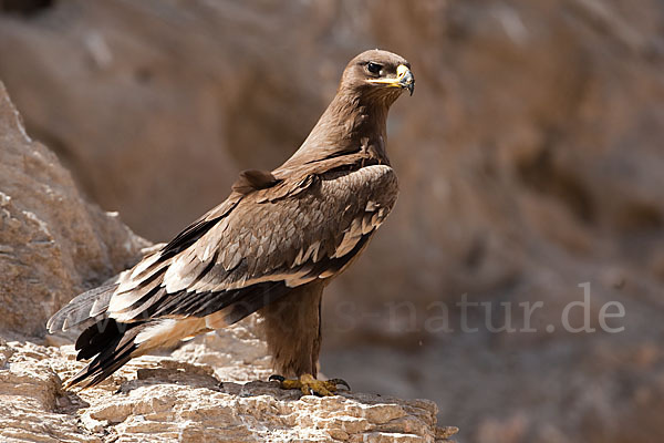 Steppenadler (Aquila nipalensis)