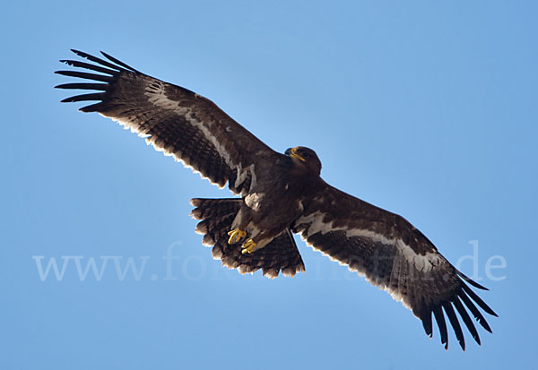 Steppenadler (Aquila nipalensis)