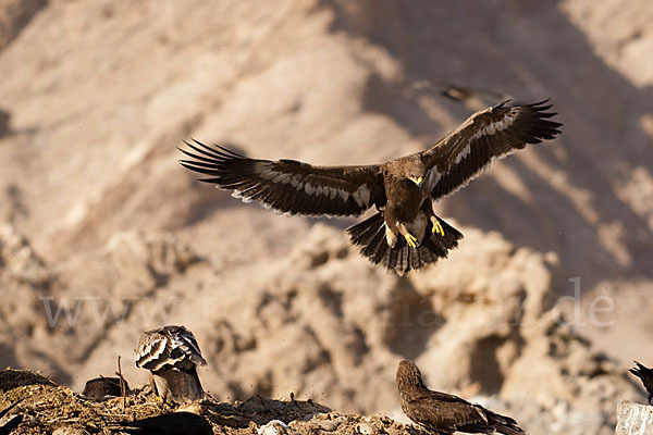 Steppenadler (Aquila nipalensis)