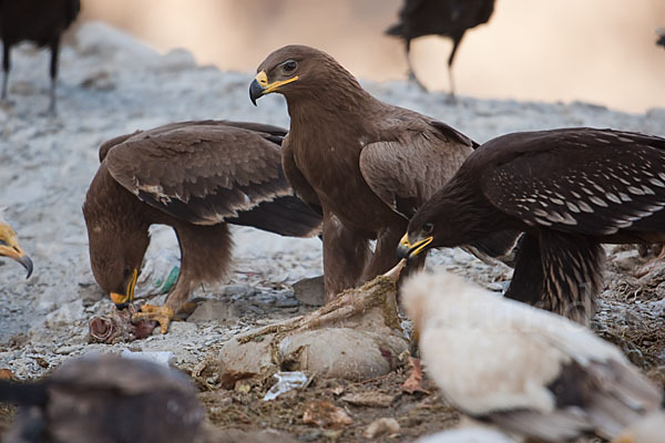 Steppenadler (Aquila nipalensis)