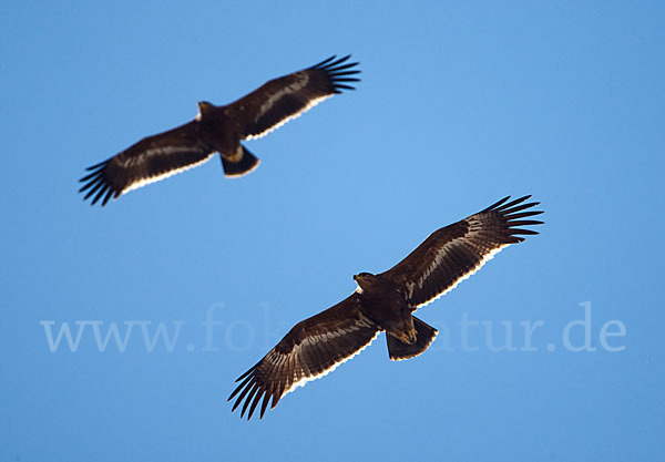 Steppenadler (Aquila nipalensis)