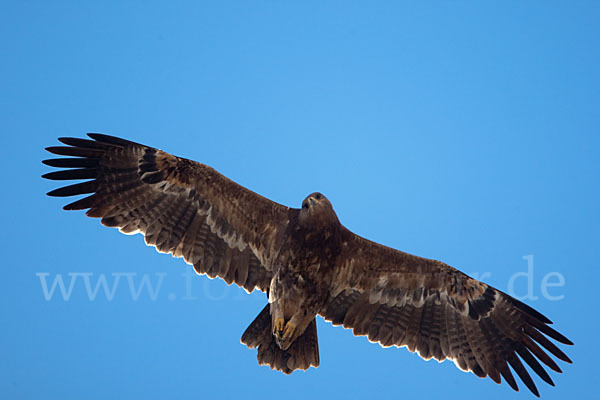 Steppenadler (Aquila nipalensis)