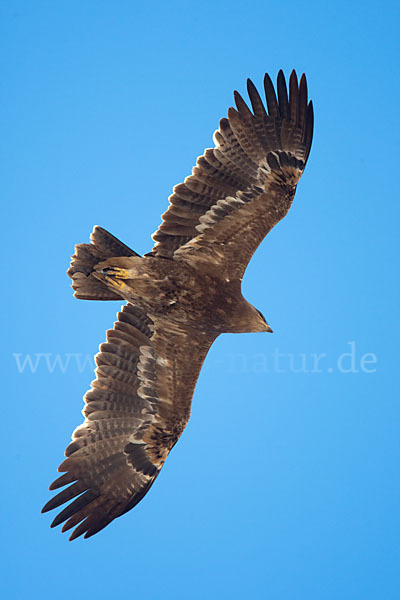 Steppenadler (Aquila nipalensis)