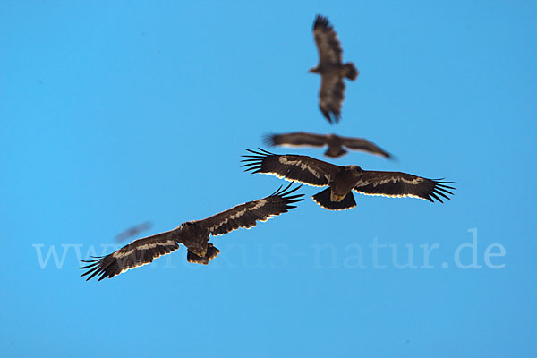 Steppenadler (Aquila nipalensis)