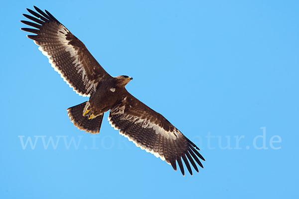 Steppenadler (Aquila nipalensis)