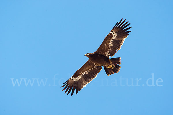 Steppenadler (Aquila nipalensis)