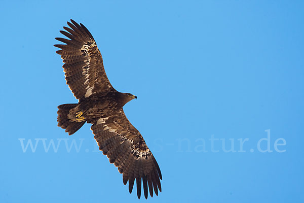 Steppenadler (Aquila nipalensis)