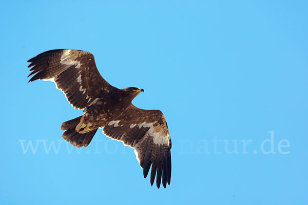 Steppenadler (Aquila nipalensis)