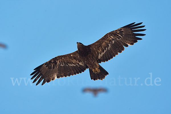 Steppenadler (Aquila nipalensis)