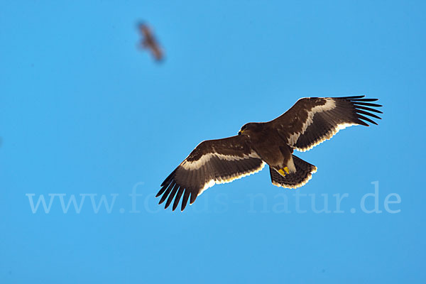 Steppenadler (Aquila nipalensis)