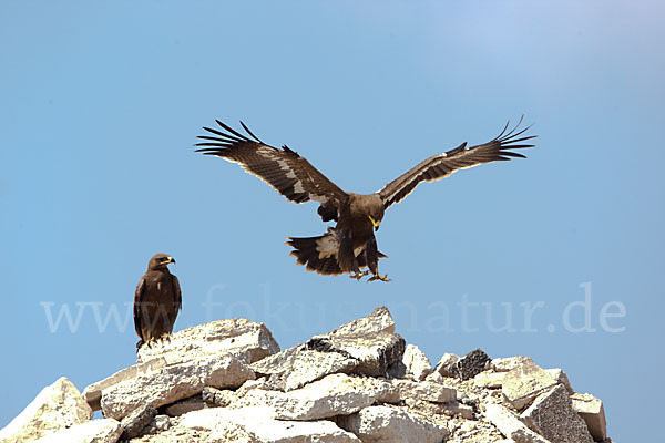 Steppenadler (Aquila nipalensis)