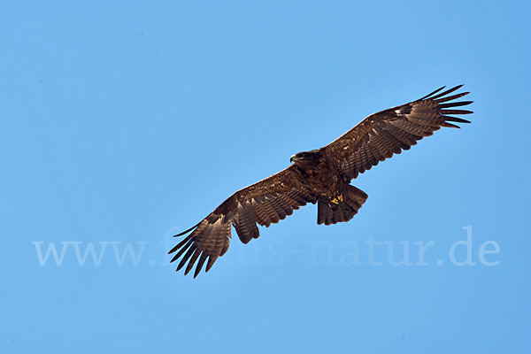 Steppenadler (Aquila nipalensis)