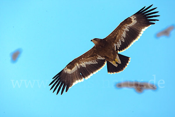 Steppenadler (Aquila nipalensis)