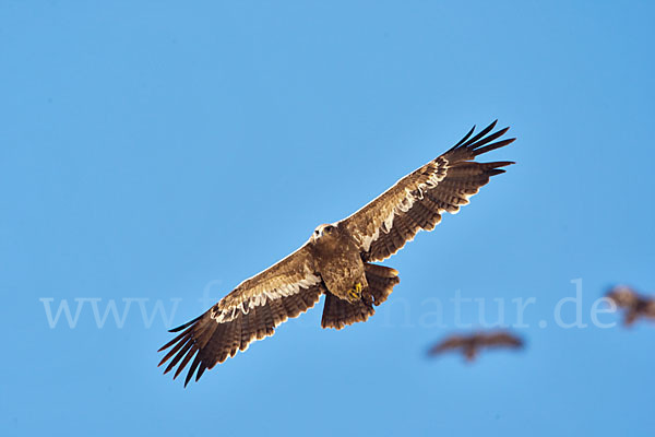 Steppenadler (Aquila nipalensis)