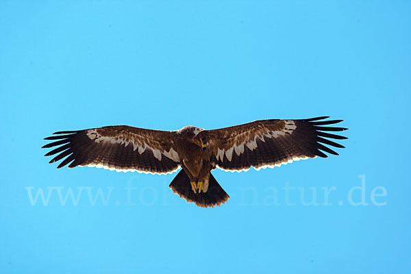 Steppenadler (Aquila nipalensis)