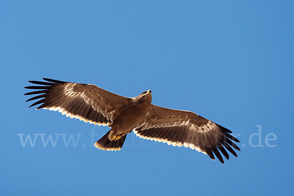 Steppenadler (Aquila nipalensis)