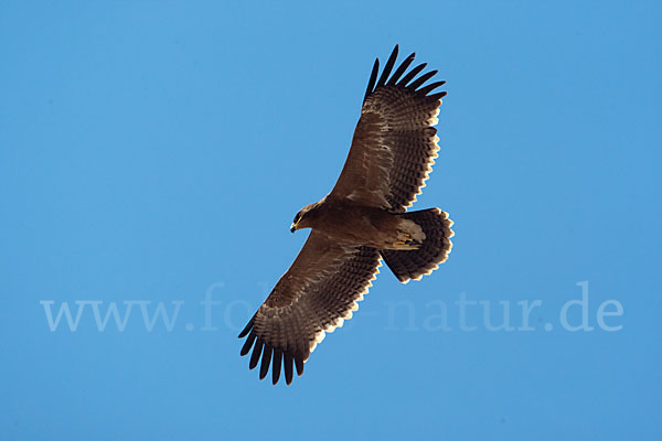 Steppenadler (Aquila nipalensis)