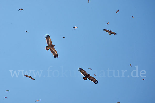 Steppenadler (Aquila nipalensis)