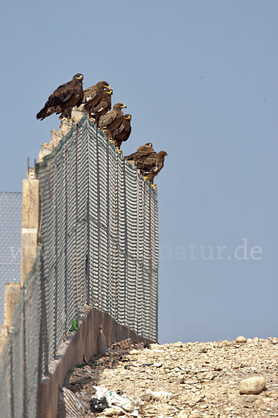 Steppenadler (Aquila nipalensis)