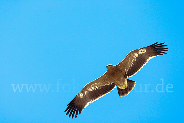 Steppenadler (Aquila nipalensis)