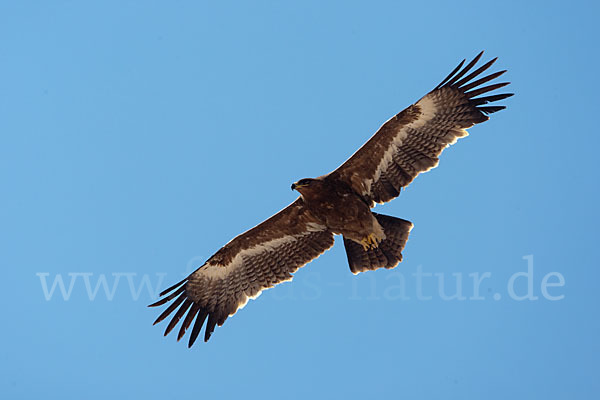 Steppenadler (Aquila nipalensis)