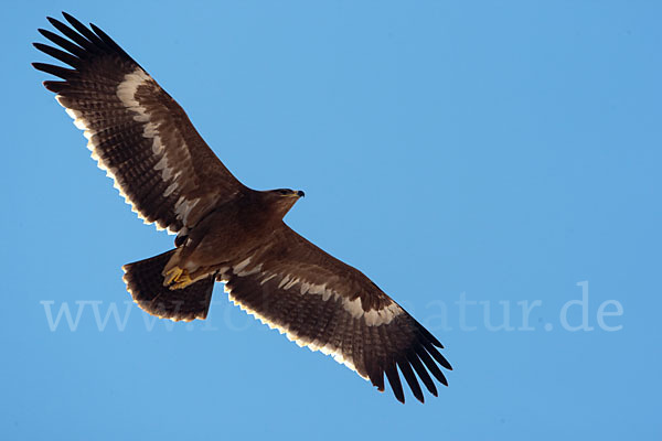 Steppenadler (Aquila nipalensis)