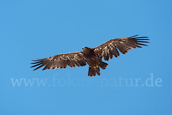 Steppenadler (Aquila nipalensis)