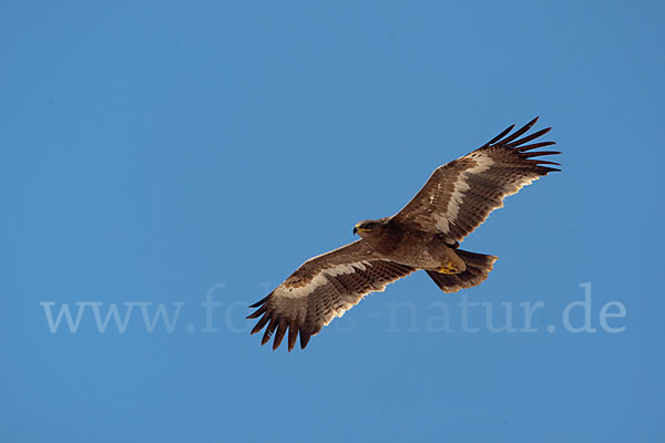 Steppenadler (Aquila nipalensis)