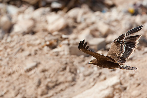 Steppenadler (Aquila nipalensis)