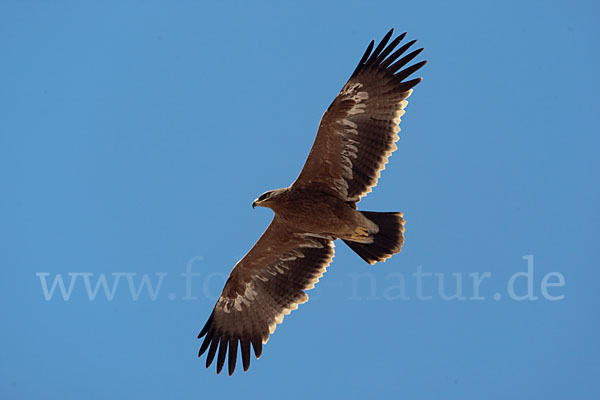 Steppenadler (Aquila nipalensis)