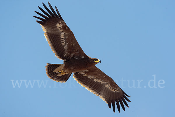 Steppenadler (Aquila nipalensis)