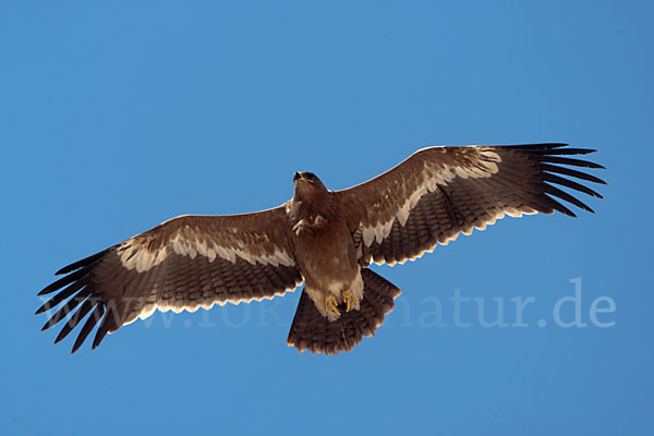 Steppenadler (Aquila nipalensis)