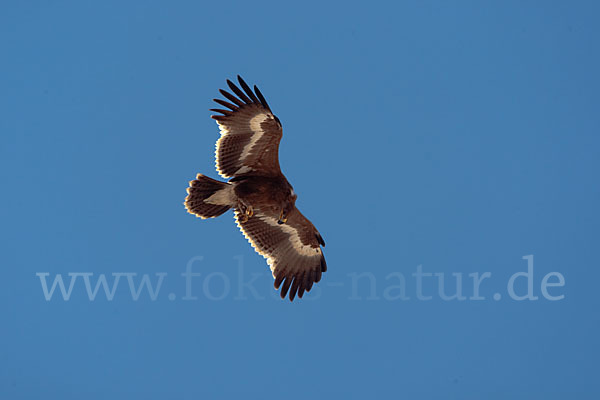 Steppenadler (Aquila nipalensis)