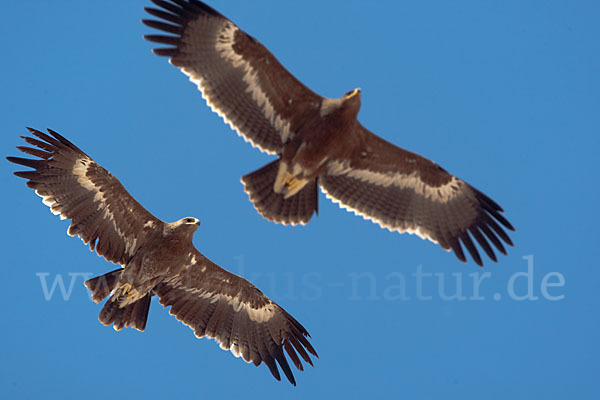 Steppenadler (Aquila nipalensis)