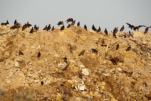 Steppenadler (Aquila nipalensis)