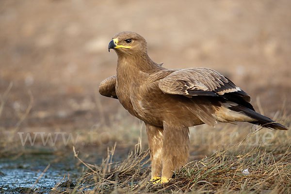 Steppenadler (Aquila nipalensis)