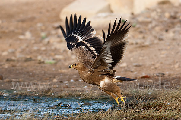 Steppenadler (Aquila nipalensis)