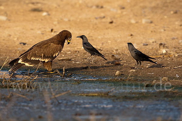 Steppenadler (Aquila nipalensis)