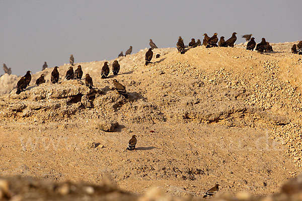 Steppenadler (Aquila nipalensis)