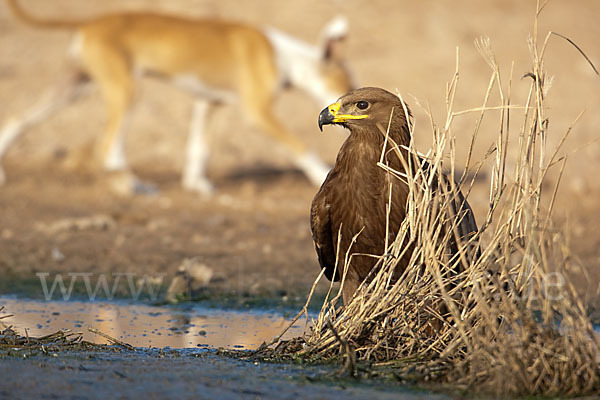 Steppenadler (Aquila nipalensis)