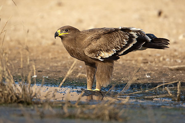 Steppenadler (Aquila nipalensis)