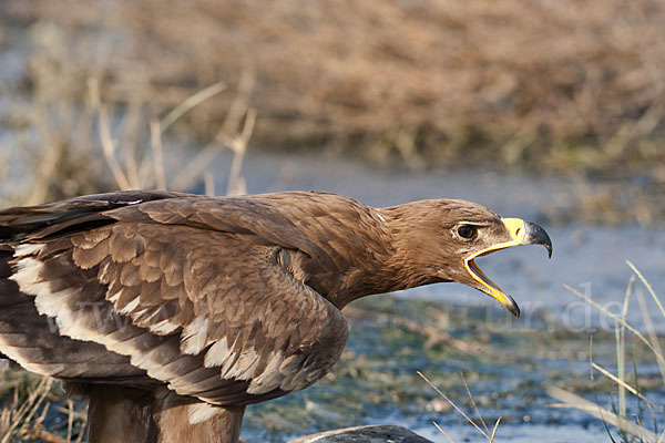 Steppenadler (Aquila nipalensis)