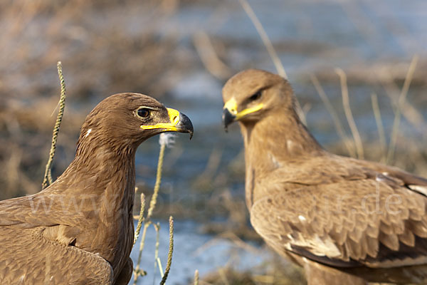 Steppenadler (Aquila nipalensis)