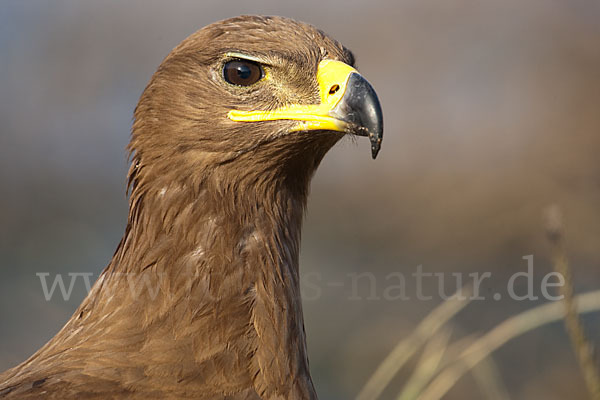 Steppenadler (Aquila nipalensis)