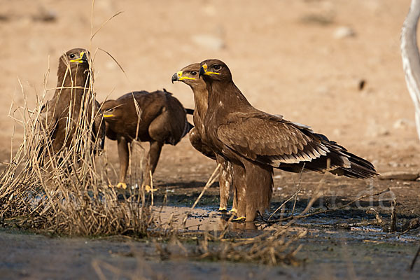 Steppenadler (Aquila nipalensis)