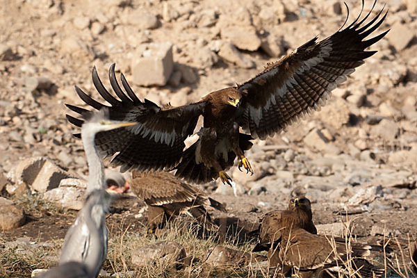 Steppenadler (Aquila nipalensis)